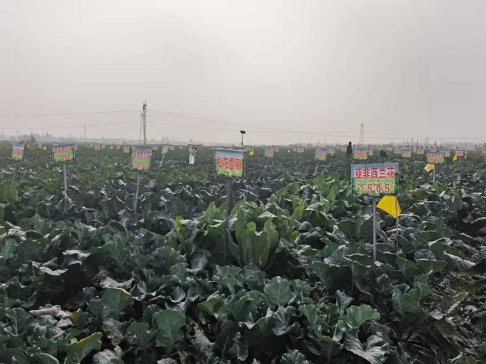 图为：四季长青合作社的新品种种植试验基地