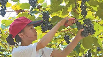 乐昌农户今秋在采收紫秋葡萄。