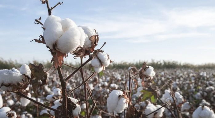 新疆棉 资料图