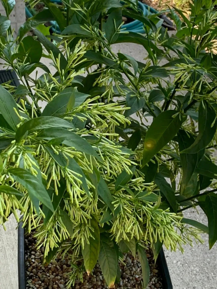 夜晚开花灿烂的夜香树，室内开花建议剪掉，天气暖和后搬到户外养