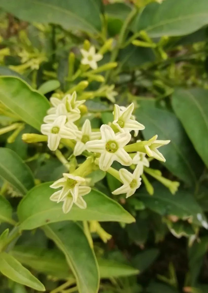 夜晚开花灿烂的夜香树,室内开花建议剪掉,天气暖和后搬到户外养