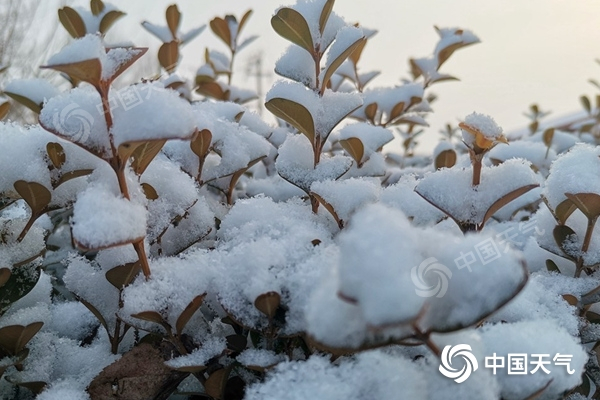昨天，河北邢台巨鹿出现降雪，植物被雪覆盖。（图/霍印平）
