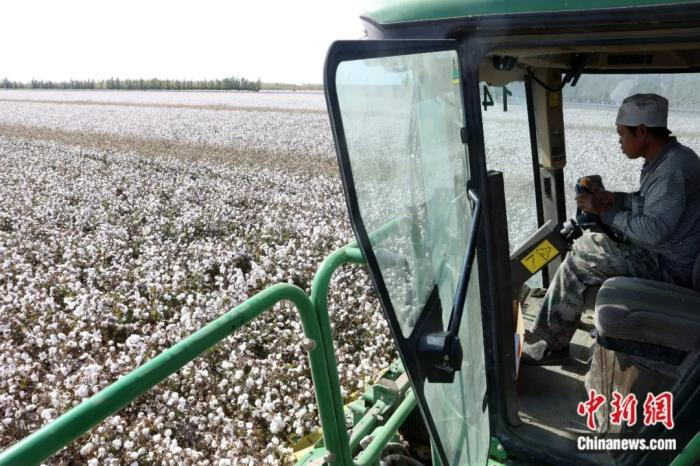 2017年9月，新疆石河子一棉田内，棉工操作机械采棉。中新社记者 李国庆 摄