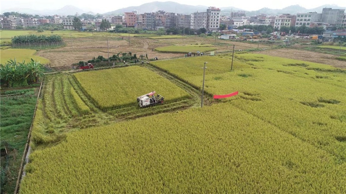 石塘镇水稻机械化收割中（央广网发   黄镇光摄）