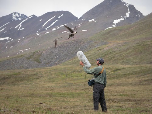 如今，康奈尔大学麦考利图书馆拥有世界上最大的野生动物声音库。