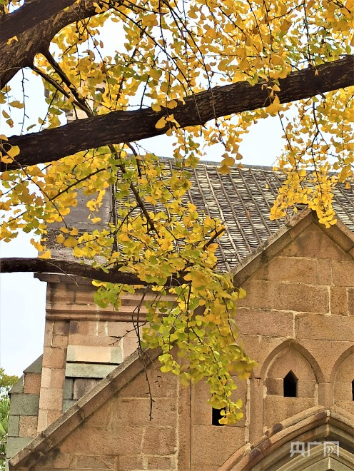 银杏树挺立着、绚烂着，向世人吟诵关于微风和落叶的诗篇（央广网记者 罗晓英摄）