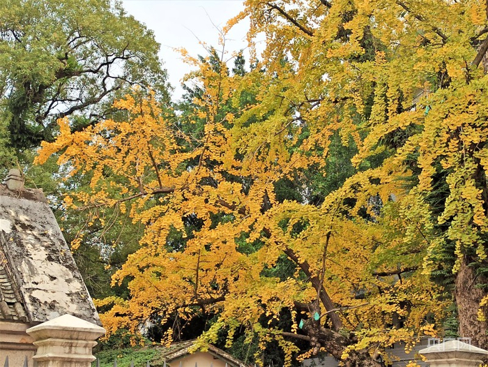 冬去春来，夏退秋至，烟台山的银杏叶黄了又绿，绿了又黄……（央广网记者 罗晓英摄）