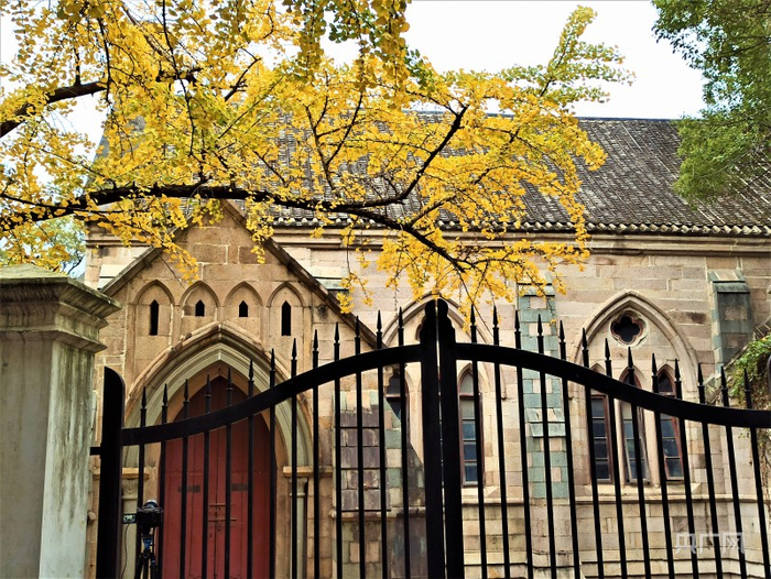 石厝教堂外的银杏树，秋冬时节满树金色银杏叶，宛如童话世界……（央广网记者 罗晓英摄）