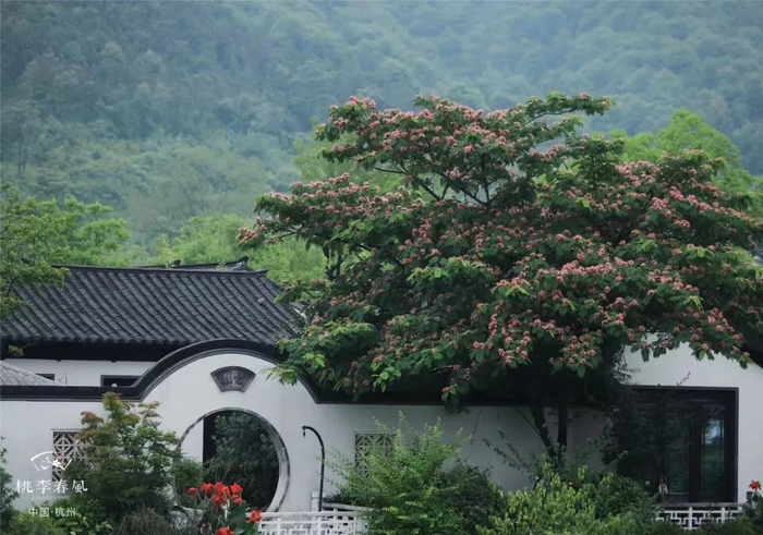 （图片来源：杭州桃李春风官微央广网发）