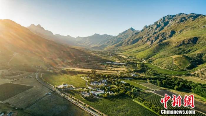 开普敦的地中海气候适宜优质葡萄品种生长。中新社记者 王曦 摄