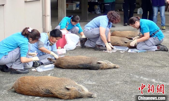 2017年以来，渔护署工作人员为合适和身体状况良好的野猪进行避孕。　渔护署供图
