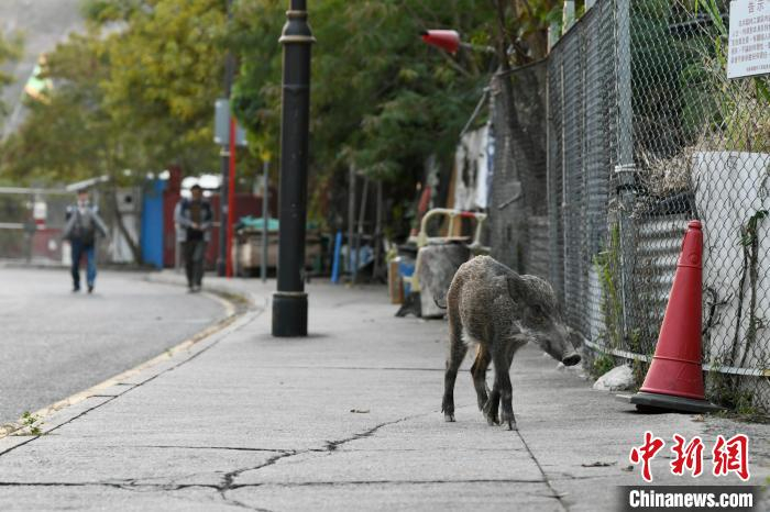 野猪于深湾道觅食。渔护署11月中旬率先在这里对野猪实施“安乐死”。　李志华 摄