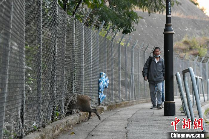 野猪经常于香港岛南区深湾道出没。渔护署11月中旬率先在这里对野猪实施“安乐死”。　李志华 摄