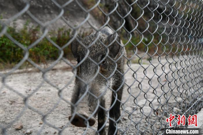 野猪于深湾道觅食。渔护署11月中旬率先在这里对野猪实施“安乐死”。　李志华 摄