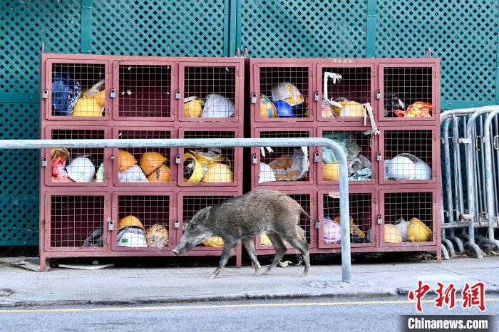 野猪于深湾道的行人道上行走。渔护署11月中旬率先在这里对野猪实施“安乐死”。　李志华 摄