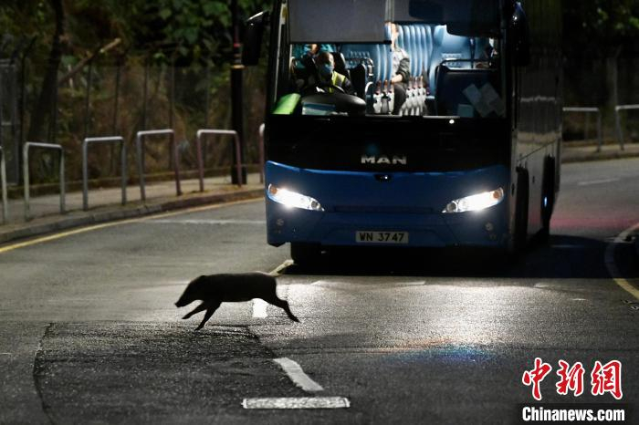 夜晚，野猪突然闯入公路，影响车辆安全行驶。近期有私家车因躲避野猪导致车祸。　李志华 摄