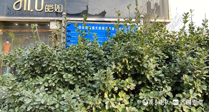 绿化修剪一次多少钱啊
