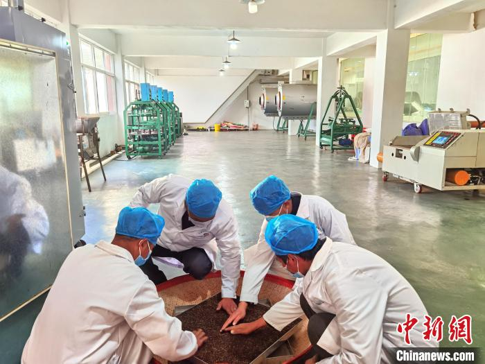 图为邱宽武指导年轻制茶师对红茶进行二次烘焙。　周燕玲 摄