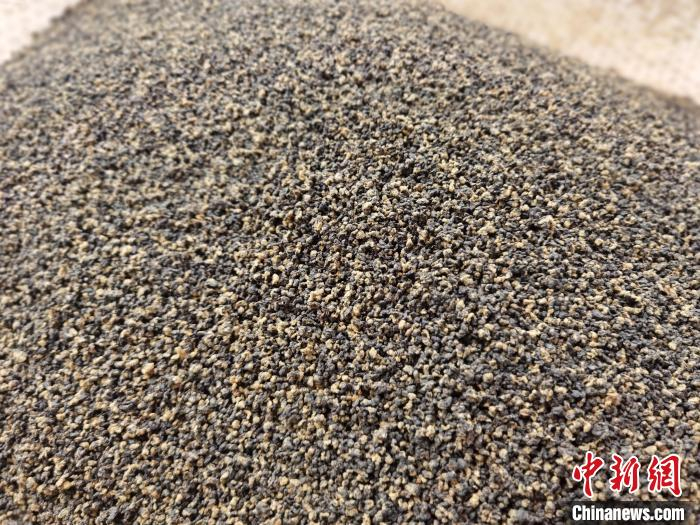 图为茶叶加工厂里正在转化的茶叶。　周燕玲 摄