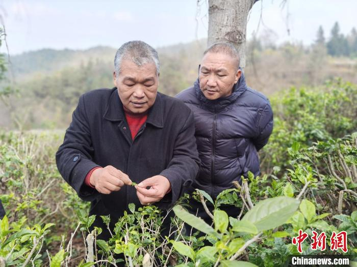 图为邱宽武与好友赵庆美一起检查茶园管护情况。　周燕玲 摄
