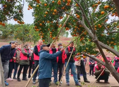 产业丰收（央广网发 巫山县职教中心供图）
