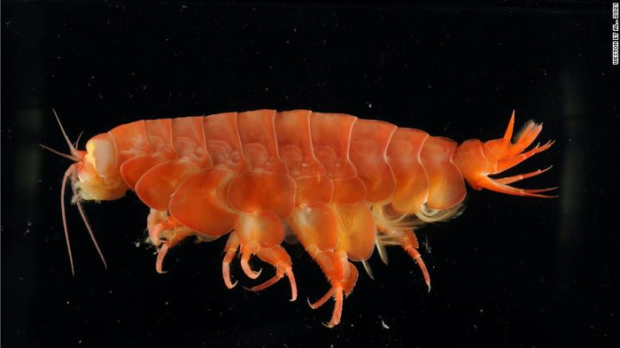 Eurythenes atacamensis是一种桡足类动物，被发现在秘鲁和智利海岸附近的阿塔卡马海沟中觅食（图源：CNN）