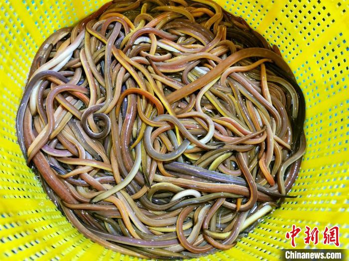 渔民放笼仔捕获的血鳝大小不一，颜色较为丰富 李晓春 摄