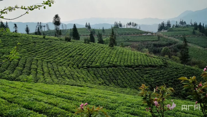 江西坡生机勃勃的万亩茶山一瞥（央广网发 黄太富 摄）