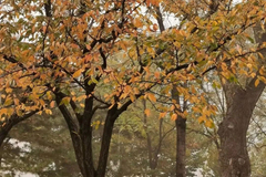 中信建投：豆粕需求有望迎来新高