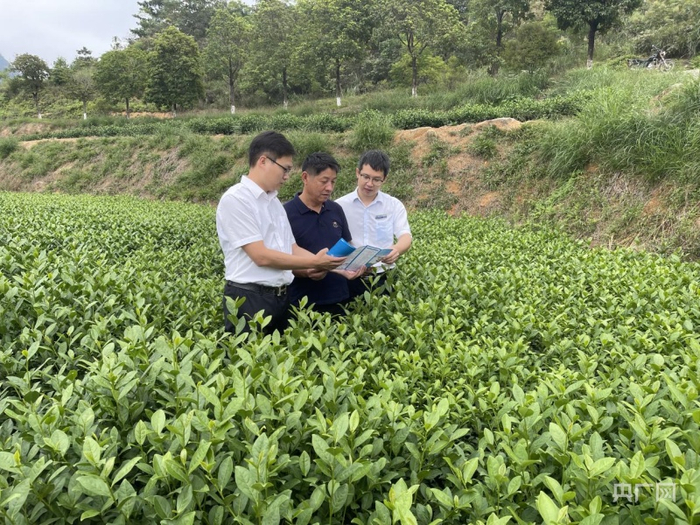 该行客户经理向茶企介绍金融服务政策和产品（央广网发 倪永泉摄）