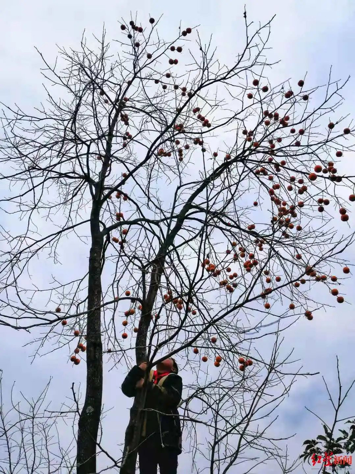 ▲村里的柿子树，“四爷”上树摘柿子给姐姐和爷爷。