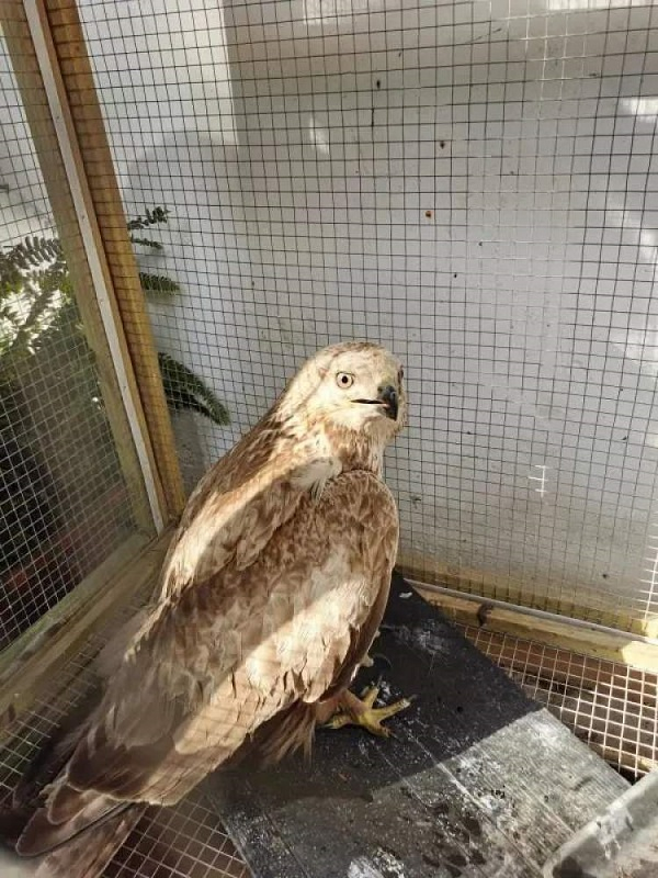 图说：崇明警方和区林业站救助了一只不简单的“鹰”——大鵟（kuáng）　来源/崇明警方