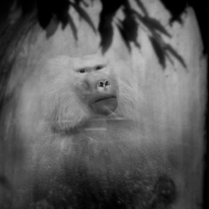 汉斯：狒狒，安特卫普动物园，比利时。