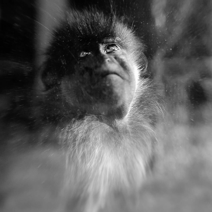 猴子，植物园，巴黎。