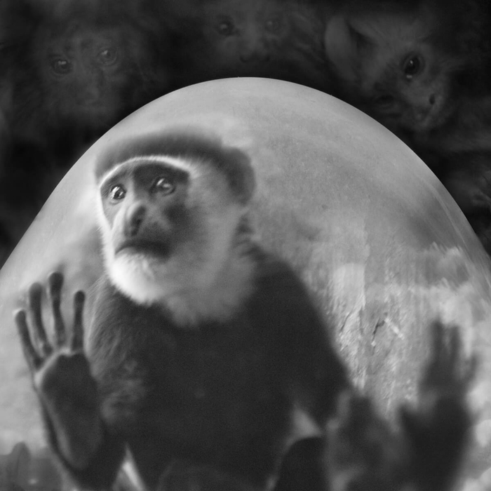 汉斯、路易和珀耳塞福涅：疣猴，安特卫普动物园，比利时。