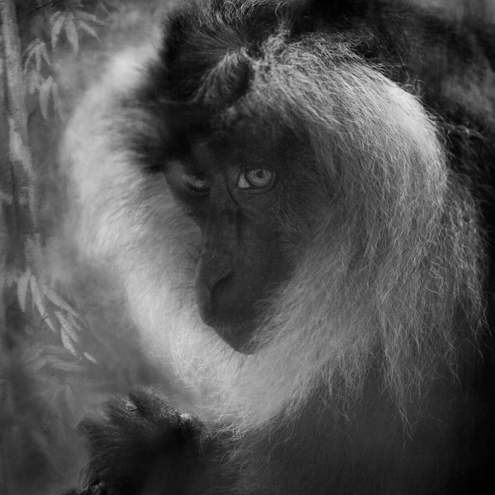 艾玛：猴子，德累斯顿动物园，德国。