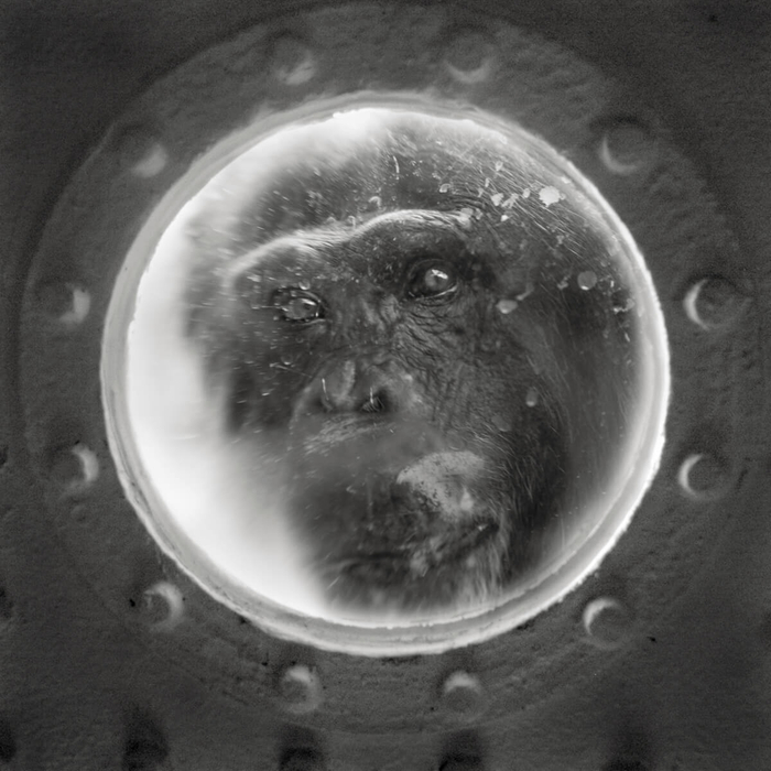 查理在舷窗边：黑猩猩，克雷费尔德动物园，德国。