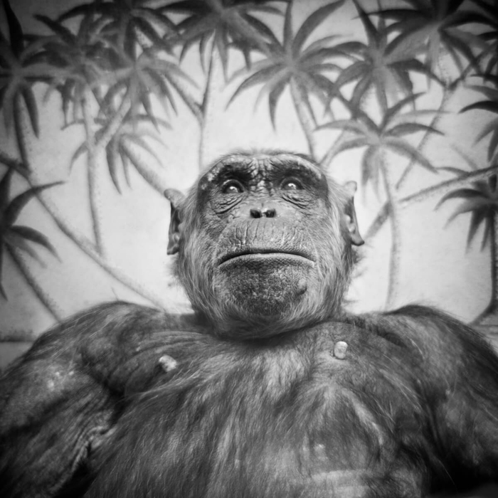 海蒂：黑猩猩，海德堡动物园，德国。