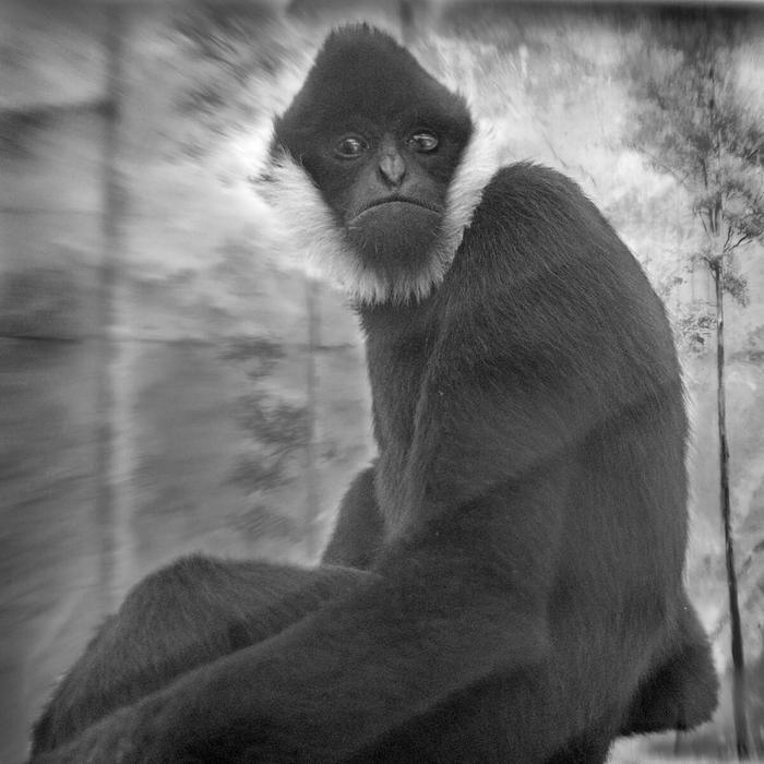 吉米：白颊长臂猿，伦敦动物园，英国。
