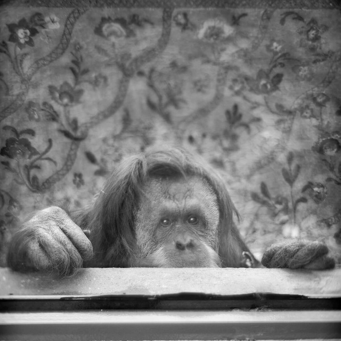 玛蒂娜：苏门达腊猩猩，罗马，意大利。