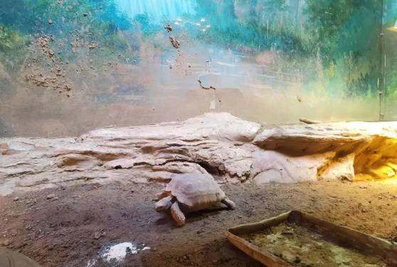 图为北京市动物园里的苏卡达陆龟