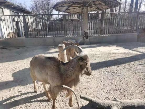 图为北京市动物园里的蛮羊