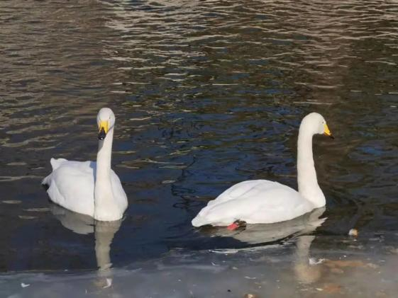 图为北京市动物园里天鹅在湖里嬉戏