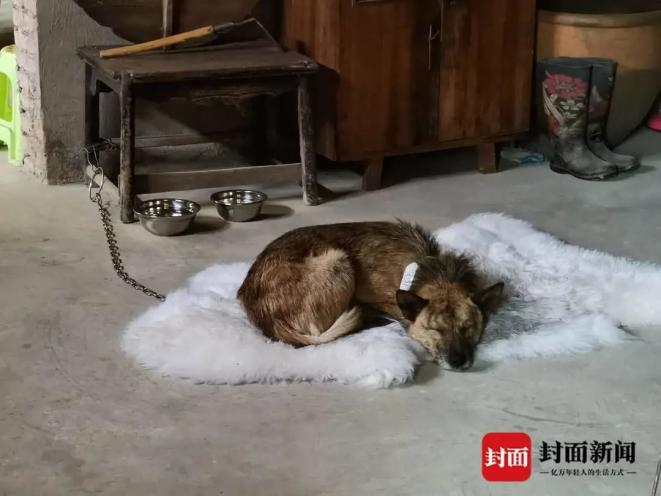 “土豆”已被王龙送回四川老家