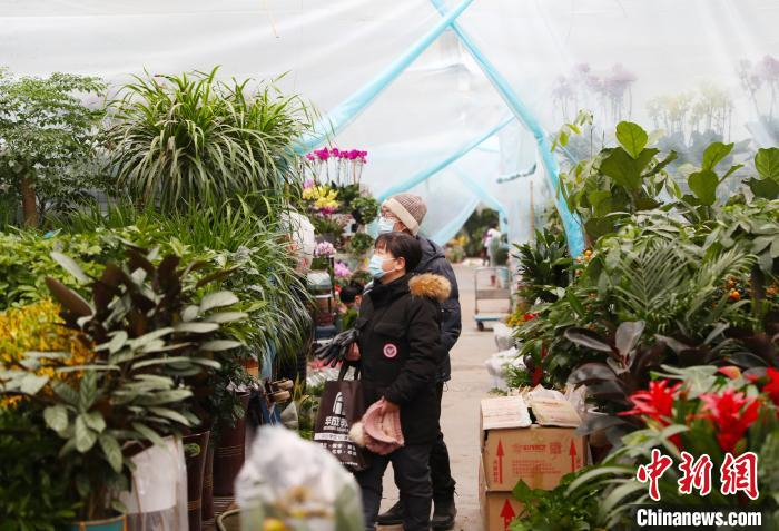 市民正在选购年宵花卉。　于晶 摄