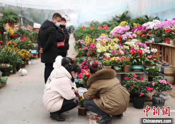 市民正在选购年宵花卉。　于晶 摄