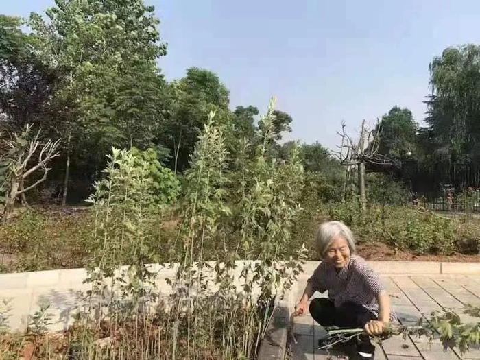 母亲自己种植的艾草（作者供图）