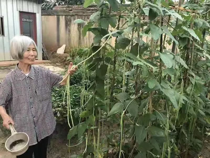 母亲自己耕种的菜园（作者供图）