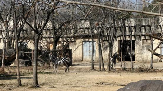  图为南昌市动物园里晒太阳的斑马