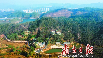 红花油茶主题示范园航拍图。孙俊杰 摄